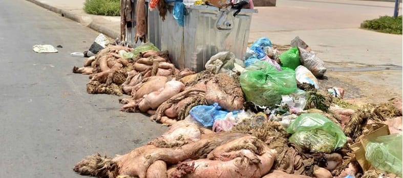 كيف تم تدبير مخلفات أضاحي العيد الكبير بمكناس؟ كيف تم تدبير مخلفات أضاحي العيد الكبير بمكناس؟