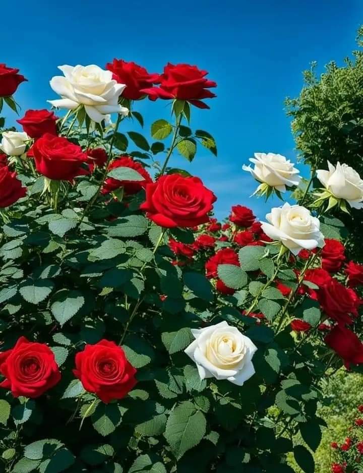 ما أشرقت في الكون حضارة إلا وكانت من ضياء المعلم ما أشرقت في الكون حضارة إلا وكانت من ضياء المعلم