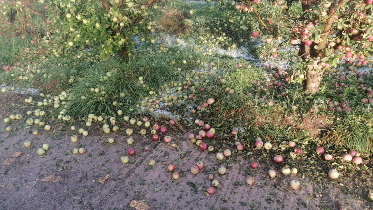 التبروري يتسبب في خسائر كبيرة في محاصيل التفاح بميدلت