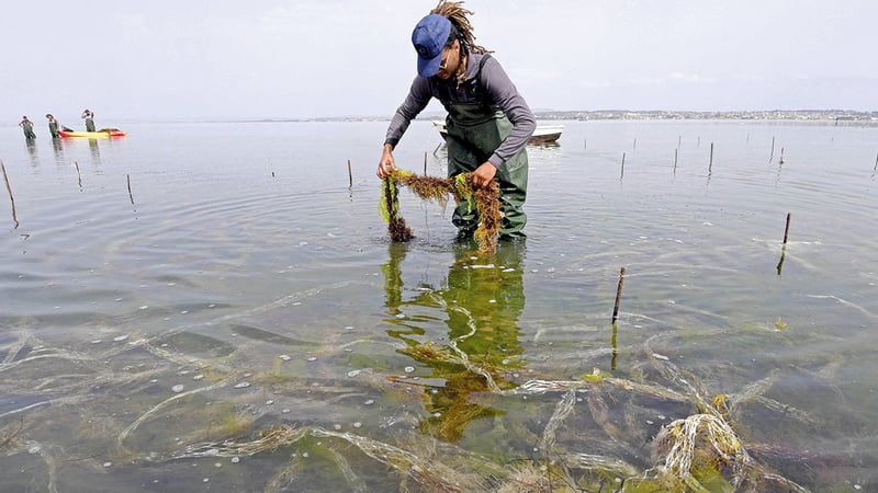 موسم جني الطحالب بالجديدة: نشاط اقتصادي هام ومصدر دخل للساكنة المحلية موسم جني الطحالب بالجديدة: نشاط اقتصادي هام ومصدر دخل للساكنة المحلية