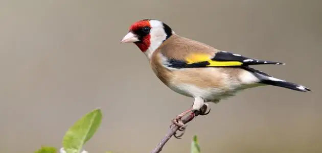 الوكالة الوطنية للمياه والغابات تعزز إجراءات محاربة الاتجار غير المشروع في طائر الحسون