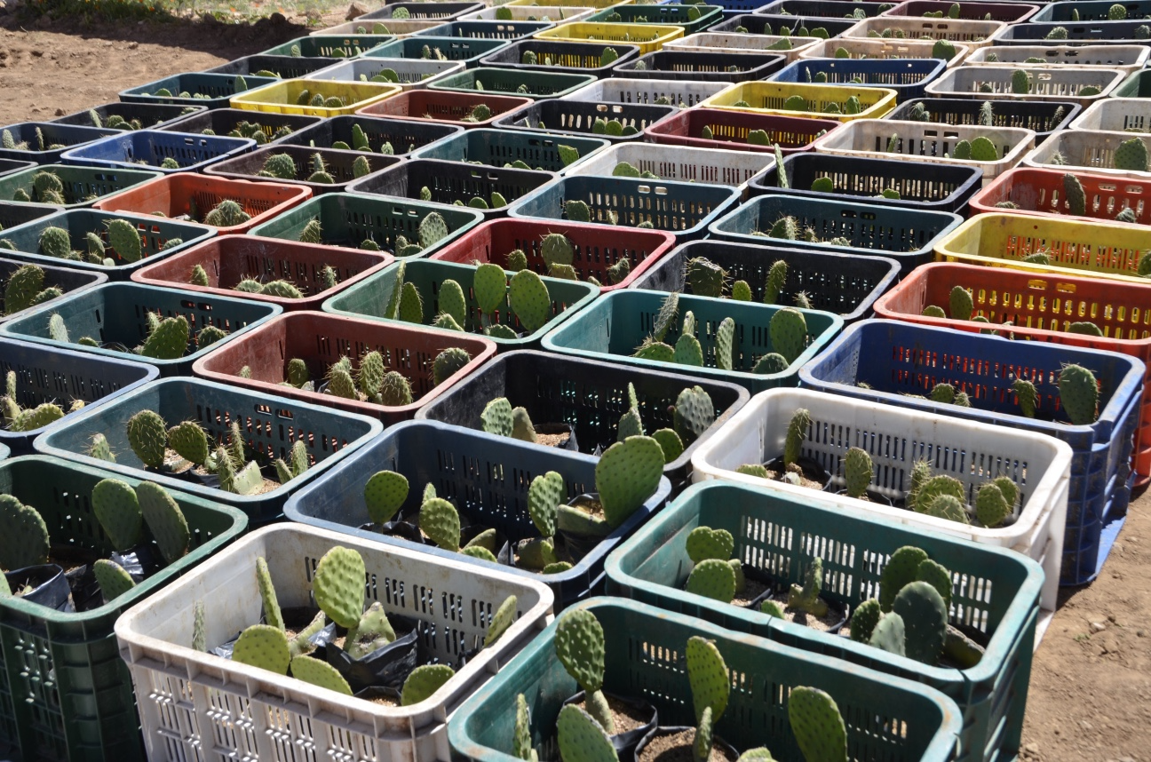 “الجيل الأخضر”.. إطلاق مشروع زراعة 720 هكتارا من الصبار المقاوم للحشرة القرمزية