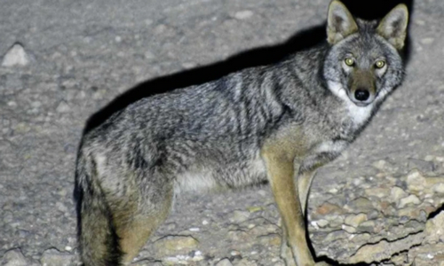 المنتزه الوطني للحسيمة .. الذئب الذهبي الإفريقي مفترس يضبط التوازن البيئي المنتزه الوطني للحسيمة .. الذئب الذهبي الإفريقي مفترس يضبط التوازن البيئي