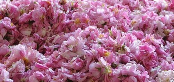الورد العطري.. توقع إنتاج 4800 طن سنة 2025 (المكتب الجهوي للاستثمار الفلاحي)