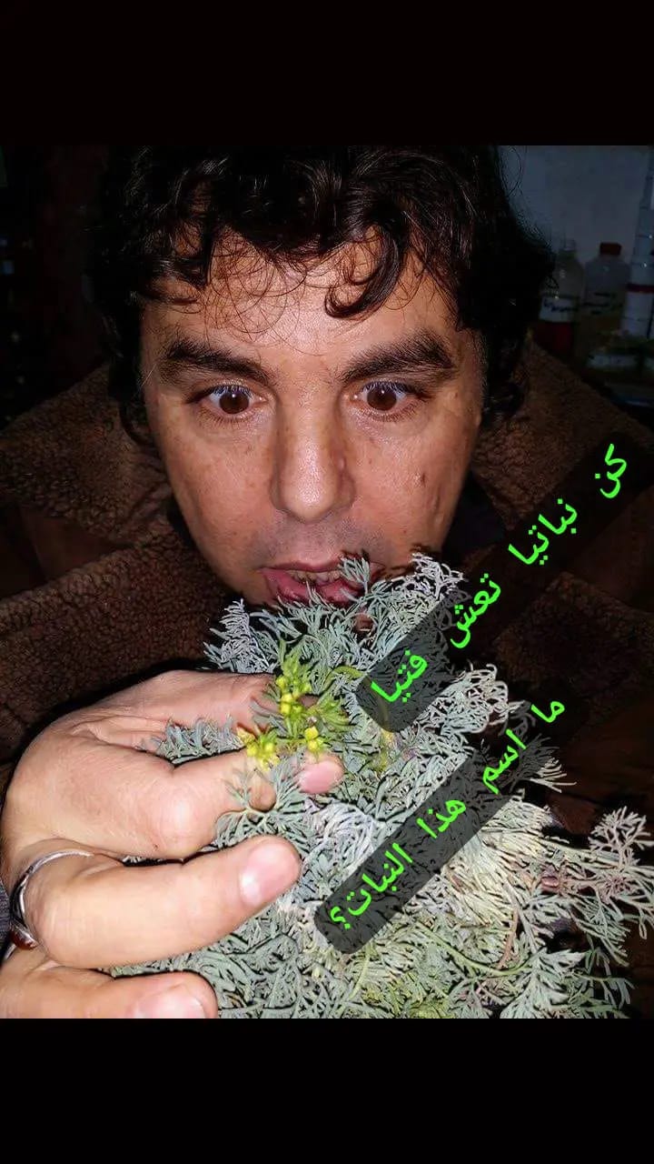 فوائد عشبة السذاب