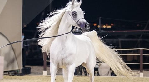 المحمدية تحتضن المسابقة الوطنية لمربي الخيول العربية الأصيلة يومي 6 و7 شتنبر