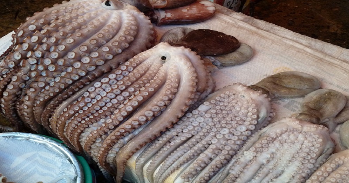 الأخطبوط.. وفرة في الموارد ومردودية استثنائية مع انطلاق الموسم الشتوي 2026