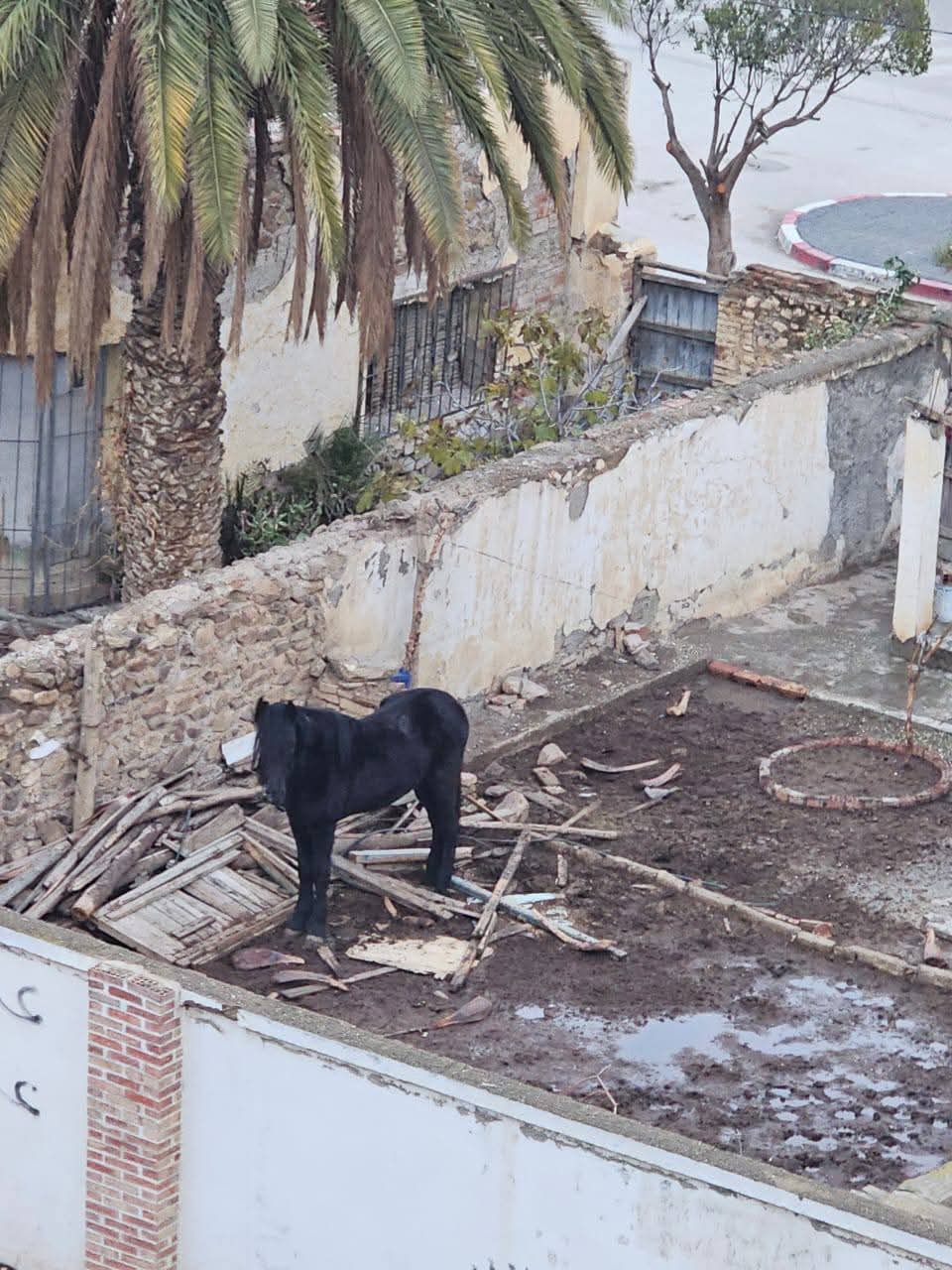 نداء إلى السلطات المحلية بترجيست: فرس مُعرّض للإهمال وسوء المعاملة يثير استياء الساكنة