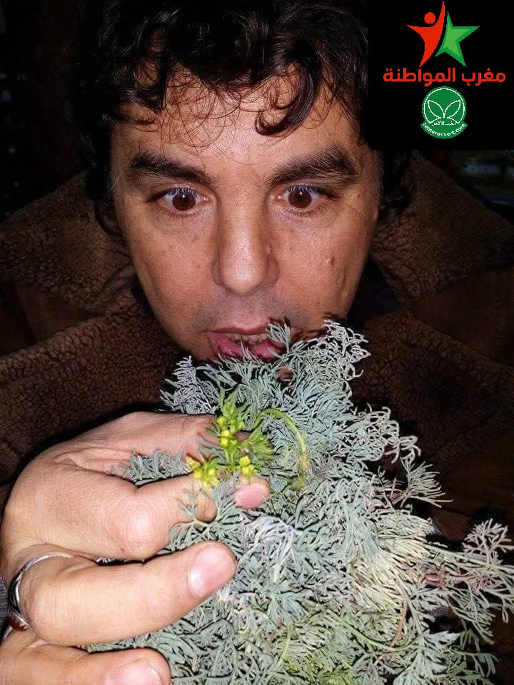 فوائد الشيبة